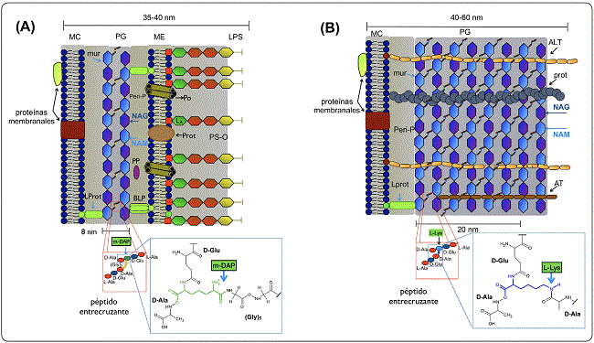 Organización estructural de la pared bacteriana. (A) en Gram
							negativas y (B) en positivas. Se muestra la constitución del péptido
							entrecruzante de las cadenas de mureína (mur) de la porción del
							peptidoglicano (PG). El aminoácido crítico en (A) es el
							m-diaminopimelato (mDAP) y en (B) es la L-Lys. LPS: lipopolisacárido,
							ME: membrana exterior, MC: membrana celular, PS-O: polisacárido O,
								LA: lípido A, NAG: N-acetil-glucosamina, NAM: ácido
							N-acetil murámico, PP: proteína periplásmica, BLP: lipoproteína de
							Braun, LProt: lipoproteína, Peri-P: periplasma, Po: porina, Prot:
							proteína, ALT: ácido lipoteicoico, AT: ácido teicoico. Las distancias
							entre las líneas son las de las estructuras delimitadas en nanómetros.
							Los esquemas de las estructuras de la porción del PG se realizaron en
							ChemSketch®, figura modificada de Alcorlo
									et al. (2017).