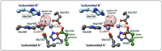 Agujero del oxianión en la enzima DapE. Imágenes estereoscópicas
								conformadas por el centro metálico C2 de la subunidad A y el residuo
								His194 de la subunidad B del dímero (interacción marcada como A-B);
								se aprecia la posible conformación del agujero por la interacción
								A-C) entre la His349 de la subunidad A y la His194 de la subunidad
								B. Los números en las líneas punteadas es la distancia en Å entre
								los átomos correspondientes y las líneas continuas son los enlaces
								de coordinación de los centros metálicos. Imagen realizada en
								USCF-Chimera (Pettersen et
										al., 2004) usando las coordenadas del
								PDB:5vo3. Elaborada por los autores.