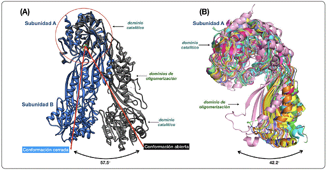 Cambios conformacionales observados en DapE evidenciados por
								cristalografía de rayos X. (A) conformación abierta (PDB:3ic1) y
								cerrada (PDB: 5vo3) del dímero de DapE. La figura se obtuvo
								alineando dos dímeros de HiDapE, tomando como referencia el dominio
								catalítico de las cadenas A, en donde se aprecian pocos cambios
								conformacionales entre las dos formas de DapE a diferencia del
								cambio conformacional mayor visto entre los dominios de
								oligomerización. Se ve un cierre con un ángulo de 57°. Se marcan con
								flechas la porción que corresponde al dominio de oligomerización,
								región en donde se localiza la His194 del hueco del oxianión, con
								desplazamiento de 25.4 Å. (B) alineamiento estructural entre las
								subunidades de las DapE disponibles en el PDB sobre la cadena A de
								HiDapE de las coordenadas 5vo3; los pdbs alineados son: 3ic1-CA,
								3ic1-CB, 3isz-CA, 3isz-CB, 4h2k-CA, 4h2k-CB, 5uej-CA, 5uej-CB,
								4pqa-CA, 4pqa-CB, 4o23-CA, 4o23CB, 1vgy-CA, 1vgyCB, 4onw-CA,
								4onw-CB, 4op4-CA, 4op4CB, 3tx8-CA, 3pfe-CA. Imágenes (A) realizadas
								en USCF-Chimera (Pettersen
										et al, 2004); (B) en Pymol (Schrödinger, 2015). Elaborada
								por los autores.