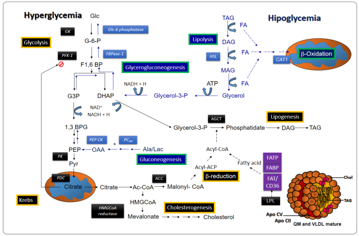 Metabolic pathways involved in the extended Randle cycle.
								Abbreviations: GK: Glucokinase; PFK-1: Phosphofructokinase-1; PK:
								Pyruvate Kinase; PDC: Pyruvate Dehydrogenase Complex; PEPCK:
								Phosphoenolpyruvate Carboxykinase; PCmt: mitochondrial Pyruvate
								Carboxylase; ACC: Acetyl-CoA Carboxylase; HMGCoA reductase:
								Hydroxymethylglutaryl-CoA reductase; acyl-ACP: acyl-acyl-carrier
								protein; LPL: Lipoprotein Lipase; HSL: Hormone-Sensitive Lipase;
								CAT1: Carnitine Acyltransferase 1; Chol: Cholesterol; TAG:
								Triacylglycerol; DAG: Diacylglycerol; FABP: Fatty Acid Binding
								Protein; FATP: Fatty Acid Transporter Protein; FAT/CD36: Fatty Acid
								Transporter. Enzymes and pathways stimulated by insulin are
								highlighted in black; enzymes and pathways activated by glucagon and
								norepinephrine are highlighted in blue. Black boxes without color
								frames indicate enzymes whose overexpression increases in the
								postprandial state; blue boxes indicate enzymes up-regulated by
								fasting (glucagon and epinephrine). Black boxes with yellow frames
								indicate the main pathways promoted in the postprandial state. Blue
								boxes with a green frame highlight the main pathways activated
								during hypoglycemia resulting from fasting. * Reactions that take
								place in the mitochondrial matrix. Modified from Nelson & Cox, 2017; Aguilar et al.
									2017.