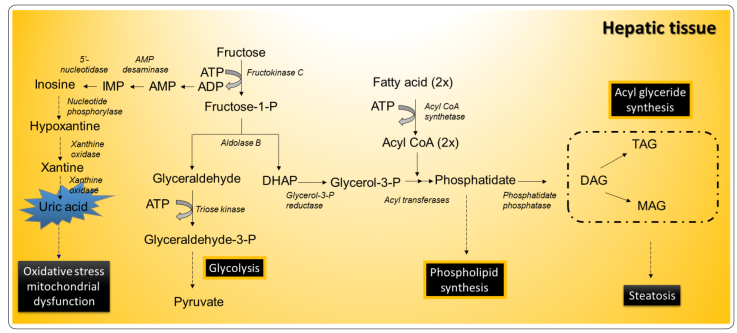 Metabolic pathways involved in the assimilation of fructose.
							Abbreviations: TAG, Triacylglycerol; DAG, Diacylglycerol; MAG,
							Monoacylglycerol; IMP; Inosine monophosphate; AMP; Adenosine
							monophosphate. Modified from Nelson
								& Cox, 2017.