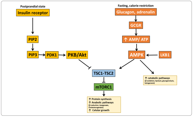 Functional relationships between mTORC1 and the AMP activated protein
							kinase (AMPK) in the Randle cycle. Abbreviations: AMPK: AMP-Activated
							Protein Kinase; mTORC1: mammalian Target of Rapamycin Complex 1; PIP2:
							phosphatidylinositol (4,5)-bisphosphate; PI3K: phosphoinositide 3
							kinase; PIP3: phosphatidylinositol (3,4,5)-trisphosphate; PDK1:
							3-phosphoinositide-dependent kinase-1; PKB/Akt: protein kinase B/Akt;
							TSC1-TSC2: 1-2 tuberous sclerosis complex (or hamartin-tuberin complex);
							PKA: Protein Kinase A; LKB1: Liver Kinase B1. Modified from Yoon, 2017.