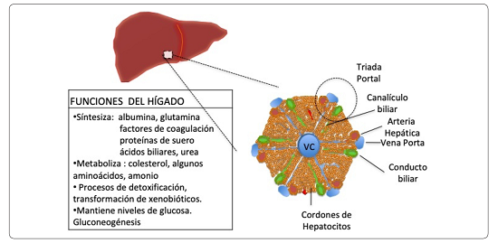 La unidad funcional del hígado: el lóbulo hepático. Representación esquemática del
							lóbulo hepático indicando la triada portal (arteria hepática, vena porta
							y canalículo biliar), la vena central (VC), así como la distribución de
							los hepatocitos. Elaboración personal.