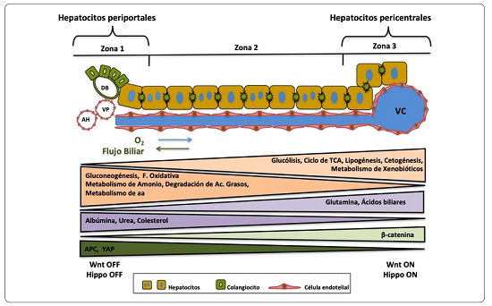 Zonación metabólica. Representación de la zonación metabólica en un sinusoide a lo
							largo del eje porto-central indicando el flujo de O2,
							Nutrientes, vías de señalización y rutas metabólicas. Elaboración
							personal.