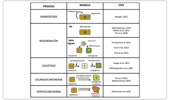Plasticidad del hepatocito. Contextos sanos y patológicos en donde se exhibe la
							plasticidad del hepatocito mediante procesos como la proliferación, la
							transdiferenciación y la transformación. Elaboración personal.