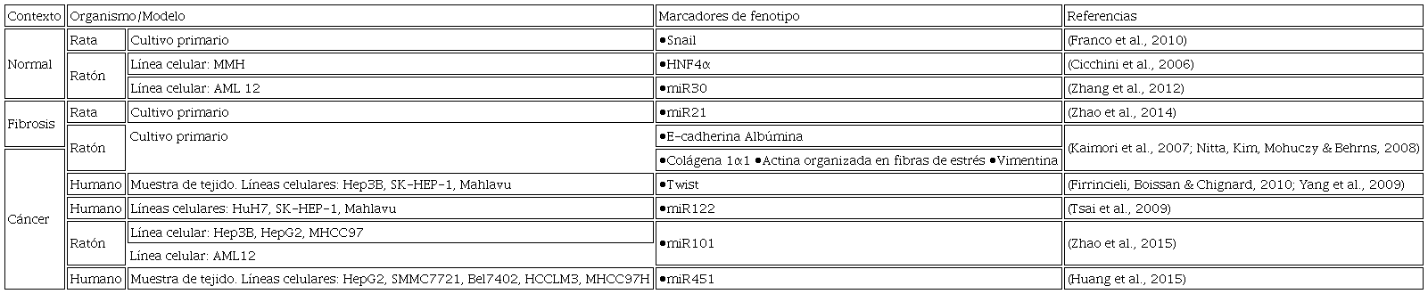 Marcadores moleculares de hepatocitos con fenotipo mesenquimal en
							modelos in vitro.