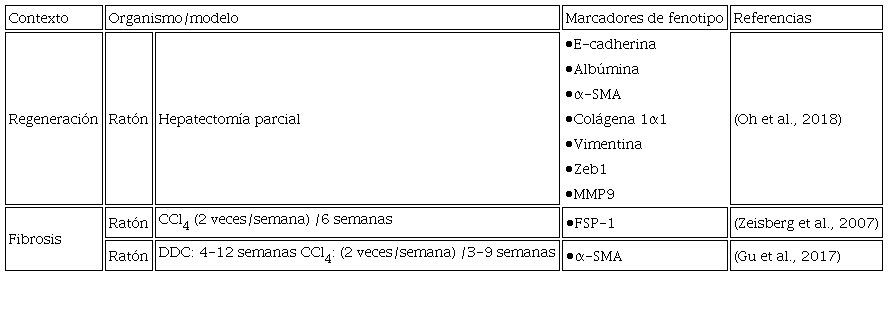Marcadores moleculares de hepatocitos con fenotipo mesenquimal en modelos in
							vivo.