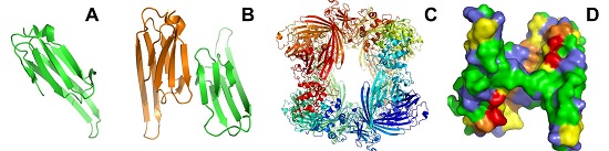 Estructura cristalográfica del dominio sHSP de la chaperona αB-cristalina de humano. A)
							Monómero. B) Dímero. C) Oligómero de 24 subunidades, se forma como un
							dodecámero de dímeros. D) Superficie del dímero. Los aminoácidos
							hidrofóbicos están marcados en amarillo y los residuos hidrofóbicos que
							participan en la interacción con el sustrato en color naranja. Los
							aminoácidos con carga están marcados en verde y los residuos con carga
							que participan en la interacción con el sustrato en rojo. Los demás
							aminoácidos se muestran en azul. Código de acceso del PDB: 2wj7 para el
							panel A, B y D; 2ygd para panel C (Bagnéris et al., 2009;
								Braun et al.,
									2011).