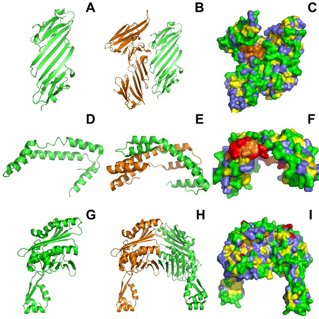 Estructura cristalográfica de la chaperona Hsp20, Spy y Hsp33. Estructuras de Hsp20 o
							HspB6 de humano A) Monómero. B) Dímero. C) Superficie del dímero. HspB6
							puede formar hetero-oligómeros al interaccionar con la HspB5 o con la
							HspB1, estos oligómeros pueden ir de los 100 a los 300 kDa (Seit-Nebi & Gusev, 2009), sin
							embargo, no hay estructura cristalográfica de estos. Estructuras de Spy
							de E. coli D) Monómero. E) Dímero. F) Superficie del
							dímero. Spy es una proteína dimérica, no se ha observado que forme
							oligómeros. Estructuras de Hsp33 de Bacillus subtilis.
							G) Monómero. H) Dímero. I) Superficie del dímero. Hsp33 es una chaperona
							dimérica que en su estado oxidado activo puede formar especies
							oligoméricas con mayor actividad que el dímero (Akhtar et al., 2004),
							sin embargo, no hay estructura cristalográfica de estas especies. Los
							aminoácidos hidrofóbicos están marcados según lo indicado en la Figura 1. Código de acceso del PDB:
							5lum para los paneles A, B y C (Sluchanko et al., 2017),
							3o39 para los paneles D, E y F (Quan et al., 2011), 1vzy
							para los paneles G, H e I (Janda
										et al., 2004).