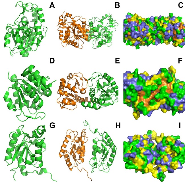 Estructuras cristalográficas de algunas chaperonas de la superfamilia DJ-1/ThiJ/PfpI.
							Estructuras de la Hsp31 de E. coli. A) Monómero. B)
							Dímero. C) Superficie del dímero. Estructuras de la DJ-1 de humano. D)
							Monómero. E) Dímero. F) Superficie del dímero. Estructuras del dominio
							C-terminal de la CAT-3 de N. crassa. G)
								Monómero. H) Dímero. I) Superficie del dímero. Los
							aminoácidos están marcados según lo indicado en laFigura 1. El arreglo de la forma dimérica
								puede ser empleada para clasificar las chaperonas de esta
								superfamilia: las que se ensamblan como la Hsp31 y las que lo hacen
								como la DJ-1(Wei, Ringe,
								Wilson & Ondrechen, 2007). Hsp31 de E.
									coli puede generar especies oligoméricas cuando se une
								el zinc y también con una temperatura mayor a 60°C, formando
								especies de alto peso molecular (Kim et al.,
								2018), sin embargo no hay estructura
								cristalográfica. Código de acceso del PDB: 1izy para los paneles A,
								B y C (Lee et
										al., 2003); 1ucf para los
								paneles D, E y F (Honbou et al.,
								2003); 3ej6 para los paneles G, H e I
								(Díaz, Valdés, Rudiño-Piñera,
								Horjales & Hansberg, 2009).