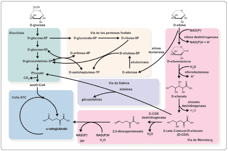 Asimilaci&oacute;n de la D-xilosa a trav&eacute;s de las v&iacute;as de las pentosas
								fosfato, Weimberg y Dahms. Las reacciones de las v&iacute;as de las
								pentosas fosfato y Dahms son nativas de E. coli.
								Las cinco reacciones de la v&iacute;a de Weimberg (color naranja) requieren
								enzimas de Caulobacter crescentus. La hidr&oacute;lisis de
								la xilonolactona puede ocurrir espont&aacute;neamente y, en E.
									coli, la deshidrataci&oacute;n del xilonato es catalizada por
								la actividad de yjhG/yagF (familia de D-xinolato
									deshidratasa). Modificada de (Rossoni et al.,
									2018).