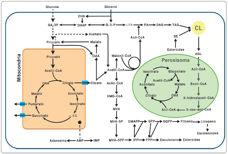 V&iacute;as metab&oacute;licas de R. toruloides. Gluc&oacute;lisis,
								ciclo de Krebs en la mitocondria, bios&iacute;ntesis y degradaci&oacute;n de
								&aacute;cidos grasos, triacilgliceroles y fosfol&iacute;pidos, bios&iacute;ntesis de
								isoprenoides. Abreviaturas: GA-3P, gliceraldeh&iacute;do-3-fosfato; DHA,
								dihidroxiacetona; DHAP, dihidroxiacetona fosfato; G3P,
								glicerol-3-fosfato; LPA, &aacute;cido lisofosfat&iacute;dico; PA, &aacute;cido
								fosfat&iacute;dico; DAG, diacilglicerol; TAG, triacilglicerol; SE, &eacute;steres
								de esterol; AGL, &aacute;cidos grasos libres; CL, cuerpos lip&iacute;dicos; OAA,
								oxaloacetato; α-KG, α-cetoglutarato; AcAcCoA, aceto-acetil-CoA;
								HMG-CoA, hidroximetilglutaril-CoA; MVA, mevalonato; MVA-5P,
								mevalonato-5-fosfato; MVA-5PP, mevalonato-5-difosfato; IPP,
								isopentenil difosfato; DMAPP, dimetilalil pirofosfato; GPP, geranil
								pirofosfato; FPP, farnesil pirofosfato, GGPP, geranilgeranil
								pirofosfato; AMP, adenos&iacute;n monofosfato; IMP, inosina monofosfato.
								Modificada de (Wen et
										al., 2020).