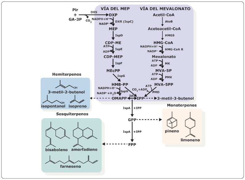 Bios&iacute;ntesis de isoprenoides. La v&iacute;a del MEP/MVA produce los
								intermediarios DMAPP e IPP. El DMAPP, es el precursor de los
								isoprenos e isopentanol. La condensaci&oacute;n del DMAPP e IPP produce el
								GPP y el FPP, precursores de los monoterpenos (pineno y limoneno) y
								los sesquiterpenos (bisabolano, amorfadieno y farneseno),
								respectivamente. Abreviaturas: DXP, 1-desoxi-D-xilulosa 5-fosfato;
								DXS, DXP sintasa; DXR, DXP reductoisomerasa; MEP,
								2-C-metil-D-eritritol 4-fosfato; IspD (-)-trans-isopiperitenol
								deshidrogenasa; CDP-ME, 4-difosfocitidil-2-C-metil-D-eritritol;
								MEcPP, 2-C-metil-D-eritritol 2,4-ciclodifosfato; IspF, MEcPP
								sintasa; HMB-PP, hidroximetilbutenil pirofosfato; IspG, HMB-PP
								sintasa; IspH, HMB-PP reductasa; dimetilalil pirofosfato; AtoB,
								acetoacetilCoA tiolasa; HMG-S, HMG-CoA sintasa; HMG-R, HMG-CoA
								reductasa; MK, mevalonato cinasa; MVA-5P, mevalonato 5-fosfato; PMK,
								fosfomevalonato cinasa; MVA-5PP, mevalonato 5-pirofosfato; PMD,
								fosfomevalonato descarboxilasa; IPP, isopentinil pirofosfato; FPP,
								farnesil pirofosfato; IspA, FPP sintasa; GPP, geranil pirofosfato.
								Modificada de (Li et
										al., 2020).