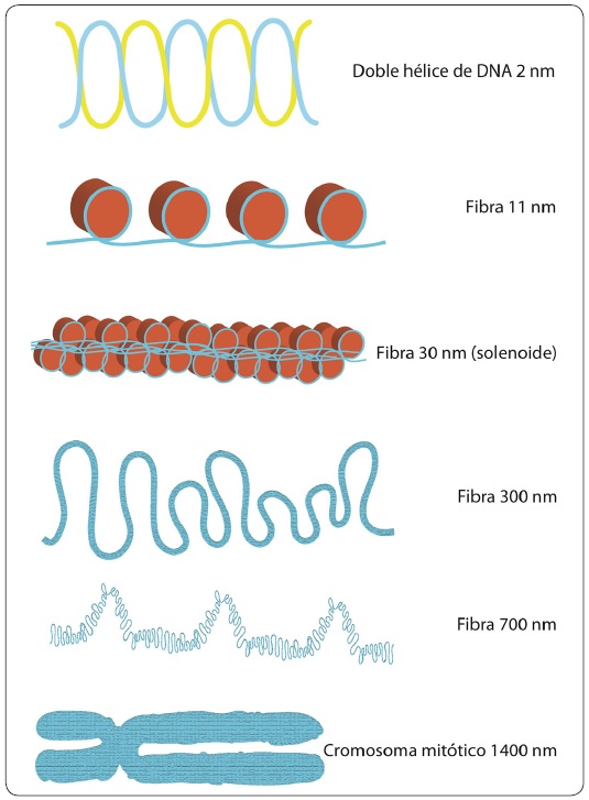Niveles de compactación de la cromatina