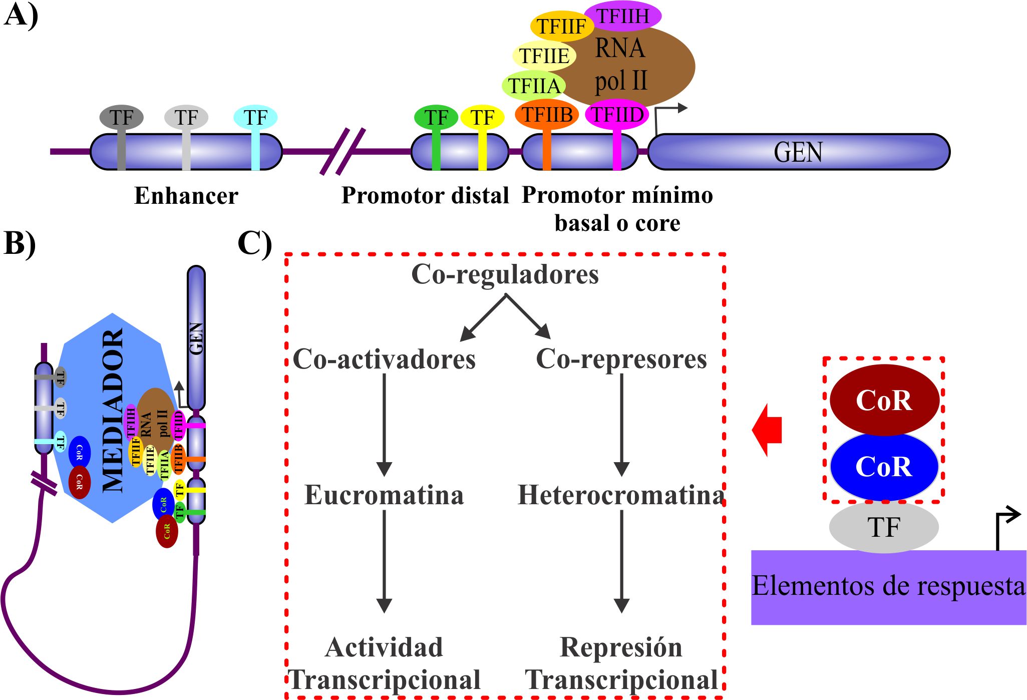 Elementos CIS y TRANS en la regulación de la expresión génica. A)
								Los factores transcripcionales (TF) son elementos TRANS reclutados a
								elementos CIS del DNA como promotores (distal y mínimo/basal o
									core) y enhancers. B) El complejo mediador
								actúa como puente molecular entre los complejos multiproteicos
								regulatorios asociados a la región promotora y enhancer. C) Los
								co-reguladores se asocian al DNA a través de los TF, y tienen
								habilidad de asociarse con otros correguladores y modular la
								estructura de la cromatina. Los co-reguladores pueden ser
								co-activadores y co-represores, que inducen a una cromatina
								permisiva o no permisiva a la transcripción,
								respectivamente.