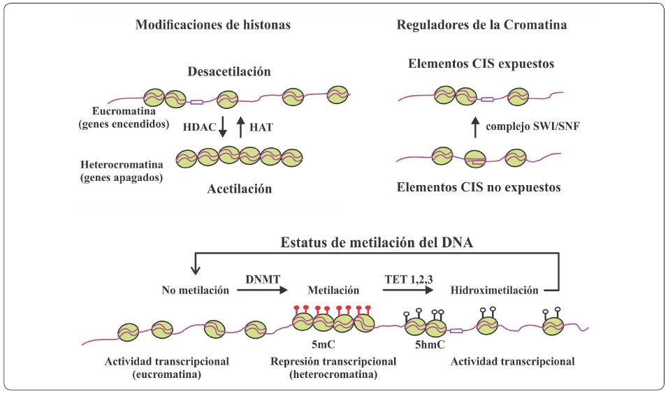 Modificaciones epigenéticas. La compactación y descompactación de
								la cromatina es dinámica conduciendo al apagado y prendido de la
								expresión génica, respectivamente. La re-estructuración de la
								cromatina es modulada por modificaciones de las histonas como la
								acetilación asociada a una cromatina abierta, y la desacetilación de
								histonas asociada con la compactación de la cromatina y represión
								transcripcional. La metilación del DNA se caracteriza por la unión
								de grupos metilos a citosinas (5mC), y está vinculada con una
								cromatina cerrada, mientras que una desmetilación activa conlleva a
								la formación de un intermediario de 5-hidroximetilcitosina (5hmC)
								que se vincula a una cromatina menos compactada, asociación de
								co-activadores y actividad transcripcional.