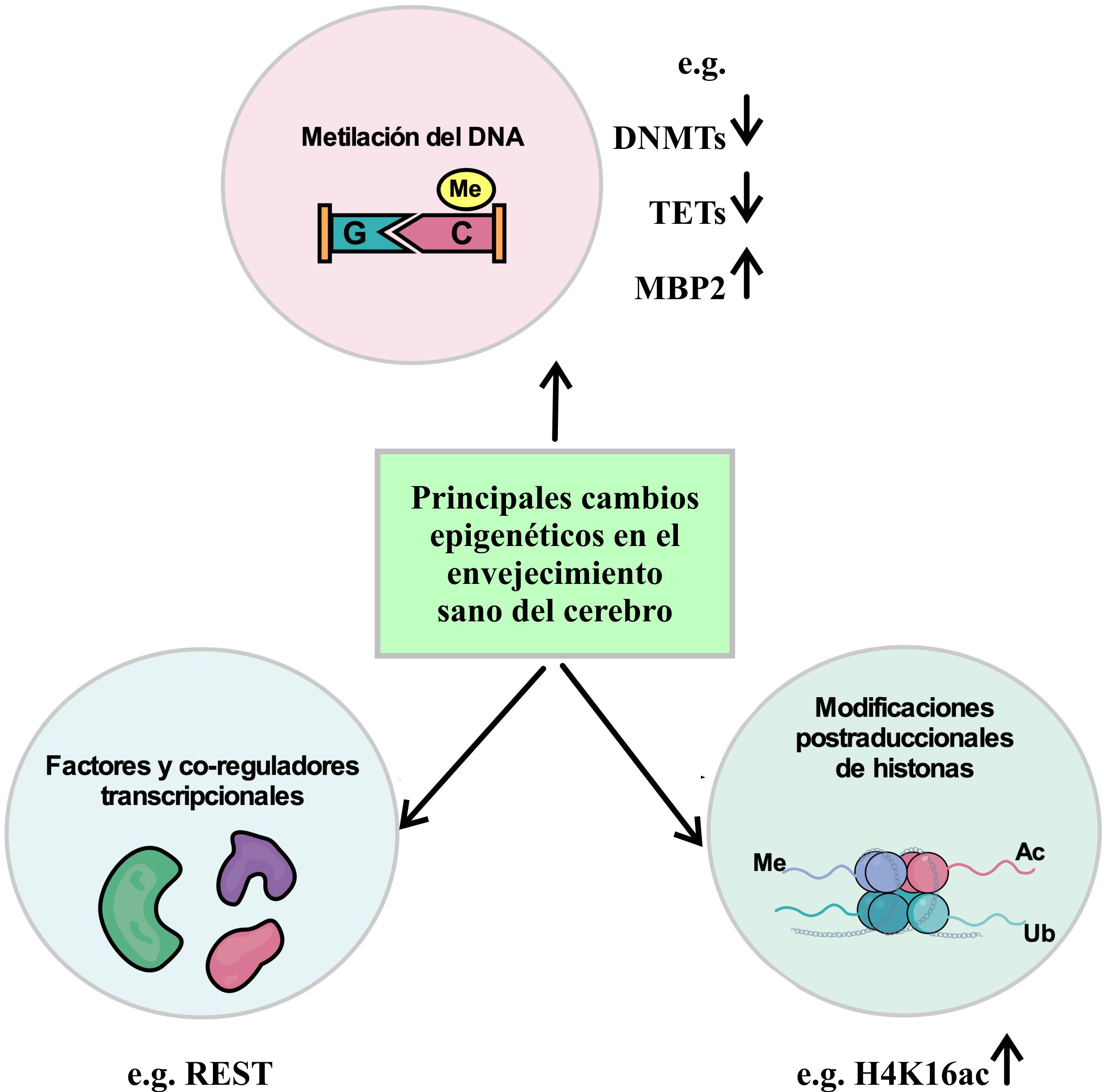 Principales modificaciones epigenéticas en el envejecimiento sano del
							cerebro humano. Además de la cooperación de factores de transcripción y
							co-reguladores en la modulación de la expresión génica durante el
							envejecimiento, cambios en diferentes modificaciones epigenéticas, como
							el estatus de metilación del DNA, y modificaciones de las histonas,
							tienen un efecto sobre la dinámica de la cromatina.