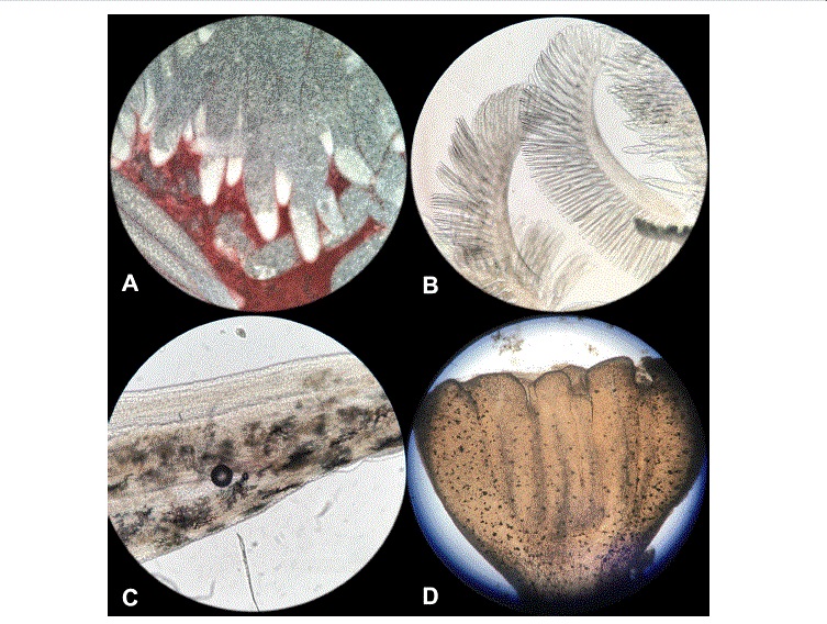 Microscopía 40x de distintos órganos del camarón Penaeus
vannamei, para la evaluación de lesiones internas.
(A)Túbulos del hepatopáncreas. (B) Branquias del camarón. (C)
Sección del intestino del camarón. (D) Sección del ciego del
intestino del camarón. Elaboración personal.