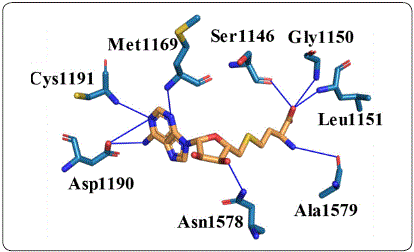 Non-covalent interactions between SAH and DNMT1. Hydrogen bonds
								are shown as blue lines. Figure designed by the authors.