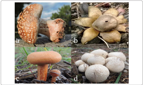 Carpophores of Amanita rubescens (a),
Astraeus hygrometricus (b), Laccaria
laccata (c) and Lycoperdon perlatum
(d).