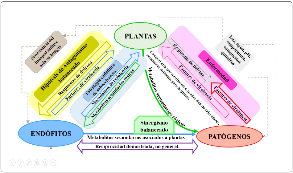 Diagrama de las interacciones entre un microbioma end&oacute;fito y su
							planta hospedera. Modificado de Schulz
								& Boyle (2006); Puri
									et al. (2017) y Kusari et al. (2012).