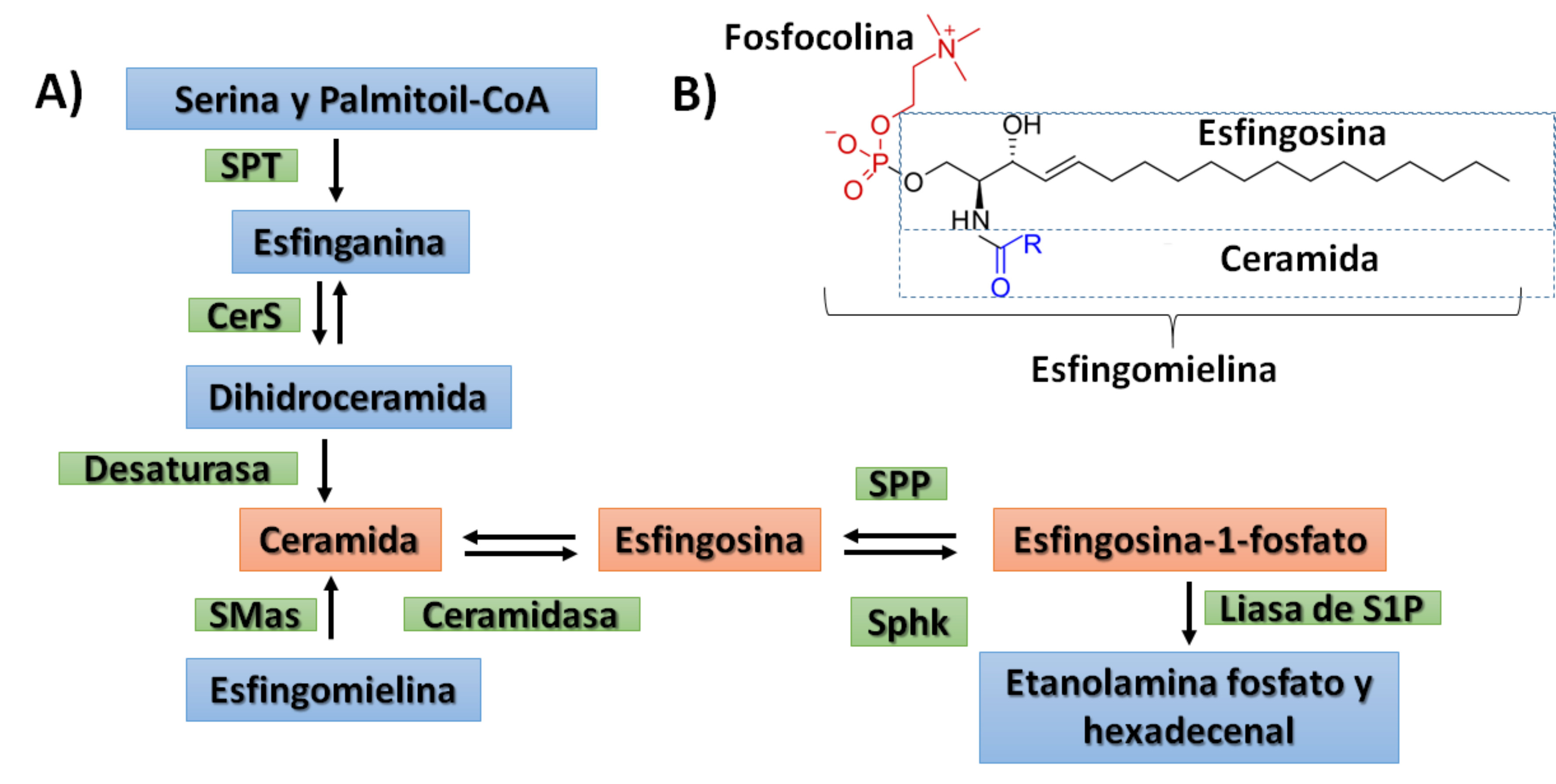 A) S&iacute;ntesis de S1P. La ceramida es el centro del metabolismo de
								la S1P. La s&iacute;ntesis de novo es a partir de la condensaci&oacute;n de una
								serina y un palmitoil CoA por la serinpalmitoiltransferasa (SPT) que
								produce la esfinganina que es acilada por la ceramida sintasa (CerS)
								generando dihidroceramida que es desaturada para biosintetizar
								ceramida. La ceramida es desacilada y se obtiene esfingosina que es
								fosforilada por la esfingosina cinasa (SphK) para producir S1P. B)
								Estructura de la esfingomielina. La esfingomielina est&aacute; constituida
								por una ceramida formada por la esfingosina como base de cadena
								larga y un &aacute;cido de longitud variable. La fosfocolina se considera
								la cabeza polar.