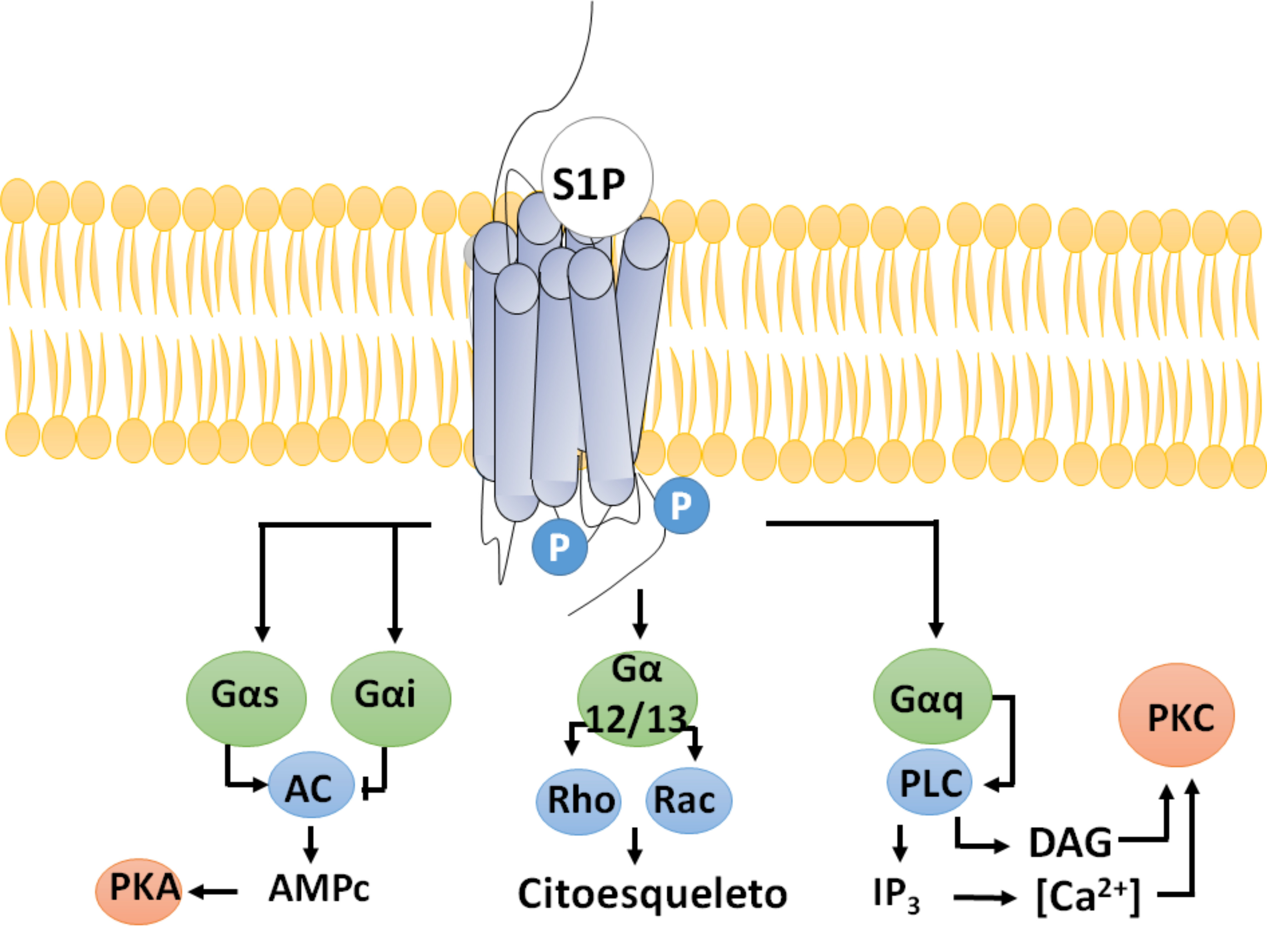 Patrones de se&ntilde;alizaci&oacute;n activados por las diferentes prote&iacute;nas
								G. El principal efector de la se&ntilde;alizaci&oacute;n de Gαs es la
								Adenilato Ciclasa (AC). Para Gαq es la activaci&oacute;n de la
								fosfolipasa C (PLC) que genera diacilglicerol (DAG) el cual activa a
								la PKC e IP3 que promueve la apertura de canales
								dependientes de IP3 liberando calcio. Mientras que las
								prote&iacute;nas Gα12/13 activan a Rho y Rac. La prote&iacute;na
									Gαi inhibe a la AC a trav&eacute;s de la subunidad
								α.