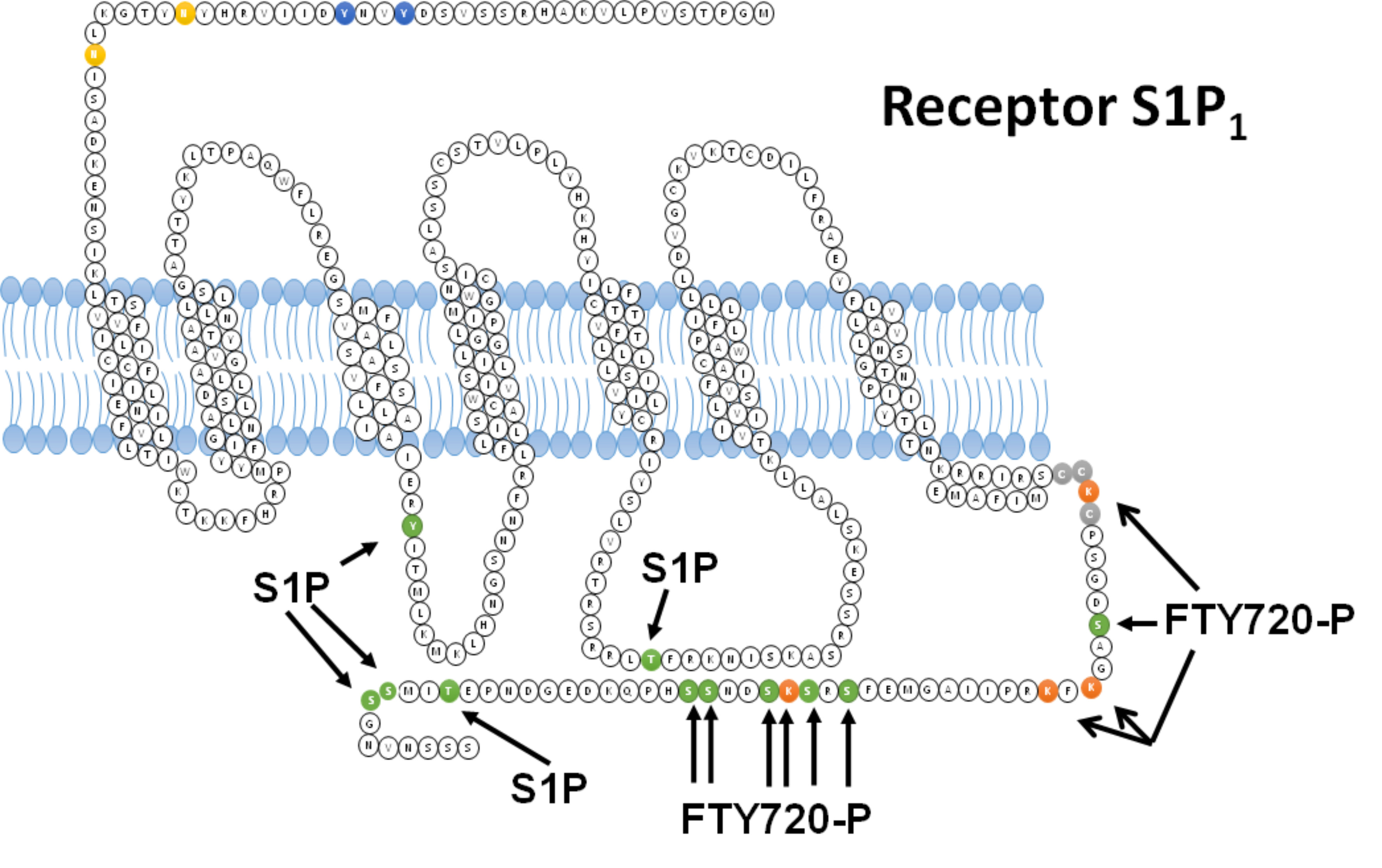 Esquema del receptor de S1P1. Se representan las
								modificaciones postraduccionales reportadas para el receptor de
									S1P1. El circulo azul ejemplifica la sulfataci&oacute;n,
								amarillo la N-glucosilaci&oacute;n, gris la palmitoilaci&oacute;n, naranja la
								ubiquitinaci&oacute;n y verde la fosforilaci&oacute;n.