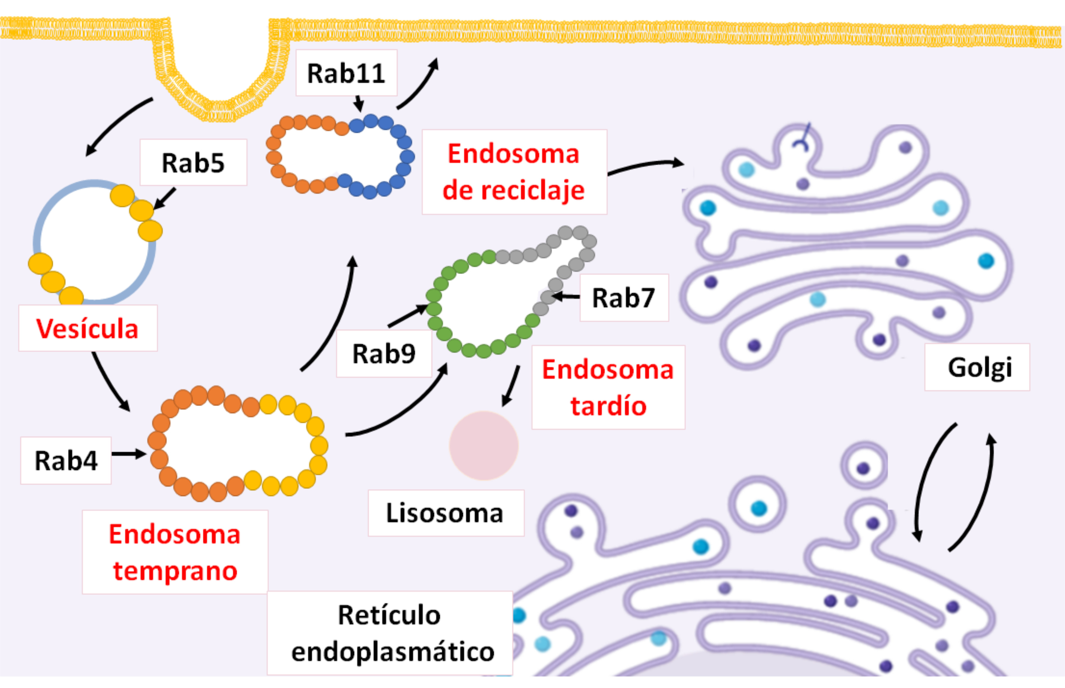 Mapa de localizaci&oacute;n intracelular de diferentes GTPasas Rab. Las
								flechas indican la direcci&oacute;n del transporte entre los
								compartimientos celulares. Rab5 controla la formaci&oacute;n de las
								ves&iacute;culas cubiertas de clatrina, la endocitosis y la fusi&oacute;n de
								ves&iacute;culas con endosomas tempranos. Rab4 y Rab11 se encuentran en
								endosomas de reciclaje y Rab9 y Rab7 se localizan en endosomas
								tard&iacute;os.