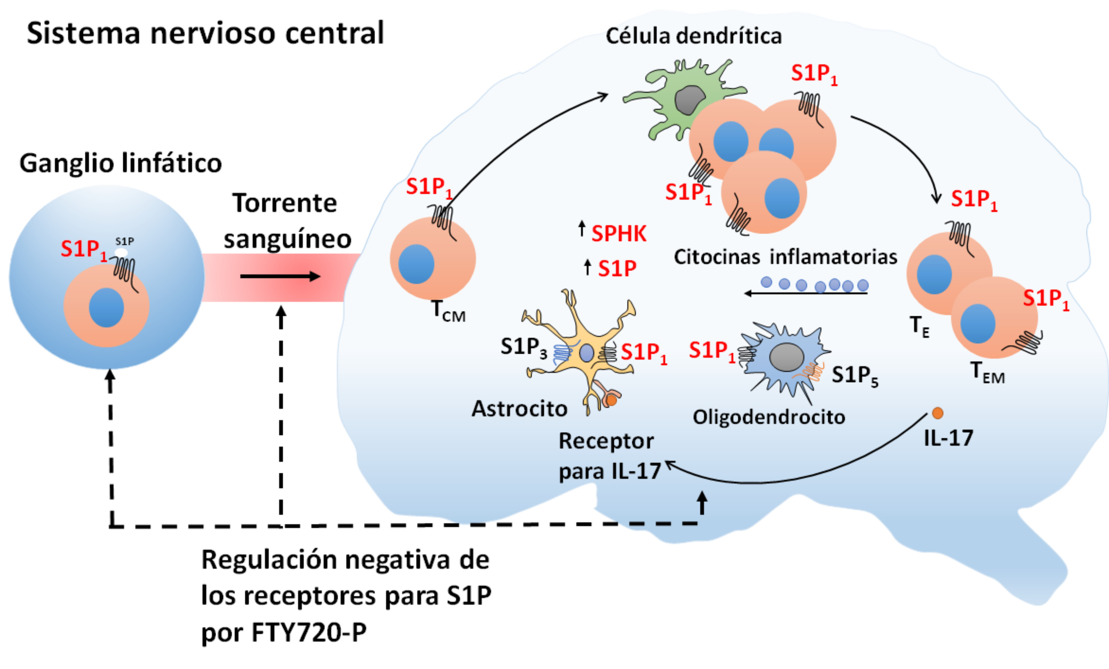 Modelo propuesto para el papel del receptor de S1P1 en
								la esclerosis m&uacute;ltiple. Los linfocitos T de memoria central (TCM),
								salen del nodo linf&aacute;tico hacia el torrente sangu&iacute;neo por la
								expresi&oacute;n del S1P1 y atraviesan la barrera
								hematoencef&aacute;lica invadiendo el sistema nervioso central (SNC). En el
								SNC, las TCM se reactivan por c&eacute;lulas presentadoras de ant&iacute;geno como
								las c&eacute;lulas dendr&iacute;ticas causando proliferaci&oacute;n y diferenciaci&oacute;n
								local de c&eacute;lulas T efectoras (TE) y c&eacute;lulas efectoras de la memoria
								(TEM). Las c&eacute;lulas TE activan a los astrocitos por la interleucina
								17 (IL-17) y activan a las Sphk&acute;s aumentando la producci&oacute;n de la S1P
								favoreciendo la neuroinflamaci&oacute;n y gliosis.