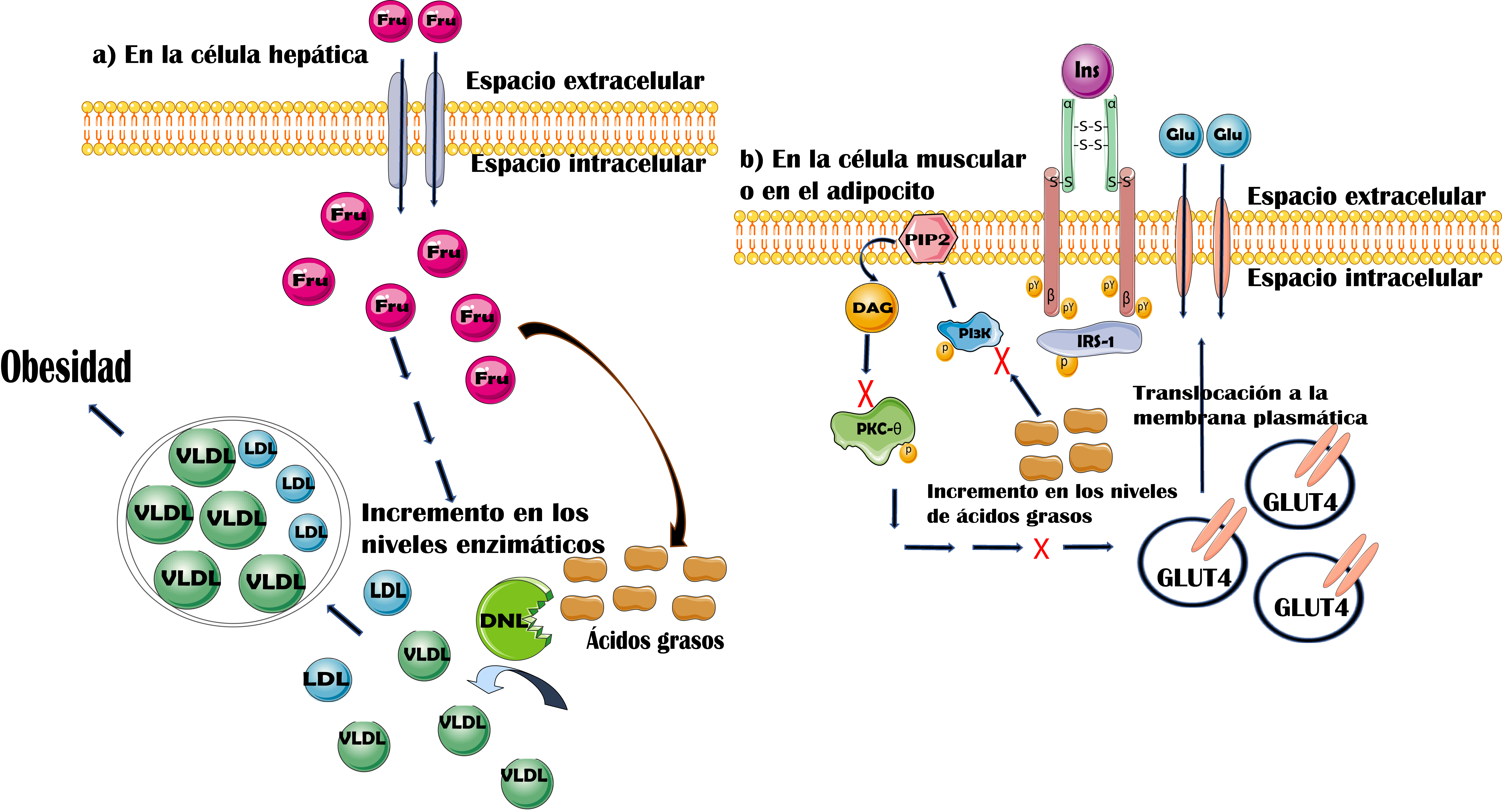 Lipog&eacute;nesis y resistencia a la insulina ocasionada por el consumo de
							fructosa. En los hepatocitos el alto nivel de fructosa en el espacio
							intracelular conlleva a la generaci&oacute;n de &aacute;cidos grasos y al incremento
							de los niveles enzim&aacute;ticos de DNL y a su a vez a la presencia
							intracelular de LDL y VLDL implicando obesidad (a). En las c&eacute;lulas
							musculares o en los adipocitos el incremento del DAG evita que se
							fosforile y active la isoforma PCKθ previniendo la translocaci&oacute;n del
							GLUT4 a la membrana plasm&aacute;tica y contribuyendo a la inhibici&oacute;n de la
							se&ntilde;alizaci&oacute;n el alto nivel de &aacute;cidos grasos interrumpe la activaci&oacute;n de
							la PI3K provocando resistencia a la insulina (b). Insulina (Ins),
							Sustrato del receptor de insulina-1 (IRS-1), Fosfatidil Inositol 3-
							Cinasa (PI3K), de novo Lipog&eacute;nesis (DNL), DiAcil
							Glicerol (DAG), Prote&iacute;na Cinasa C teta (PCKθ), Transportador 4 de
							glucosa (GLUT4), Glucosa (Glu), Fructosa (Fru), Lipoprote&iacute;na de Baja
							Densidad (LDL), Lipoprote&iacute;na de Muy Baja Densidad (VLDL). Modificado de
								Olivares-Reyes &
								Arellano-Plancarte (2008).