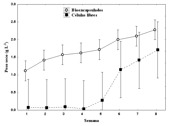Peso seco (g L-1) en células de
Fischerella sp. bioencapsulados vs
células libres, durante la cinética de 8 semanas.