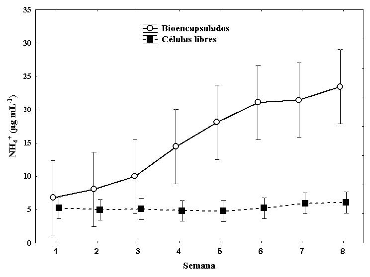 Producción continua de NH4+ en células de Fischerella sp.
bioencapsulados vs células libres, durante la cinética
de 8 semanas.