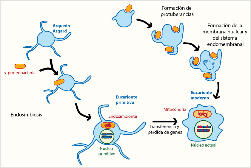 Origen de la célula eucarionte. Existen dos modelos que explican el origen de las células eucariontes: el primero, del lado izquierdo, es la endosimbiosis; propone que el ancestro de un arqueón Asgard engulló una α-proteobacteria para dar lugar a las células eucariontes actuales; el segundo, del lado derecho, indica que el ancestro eucarionte internalizó, mediante protuberancias de su membrana, la α-proteobacteria. Sin importar el modelo, la transferencia de los genes desde la α-proteobacteria, actual mitocondria, al núcleo del hospedero, fue un proceso consecuente. Elaboración personal.