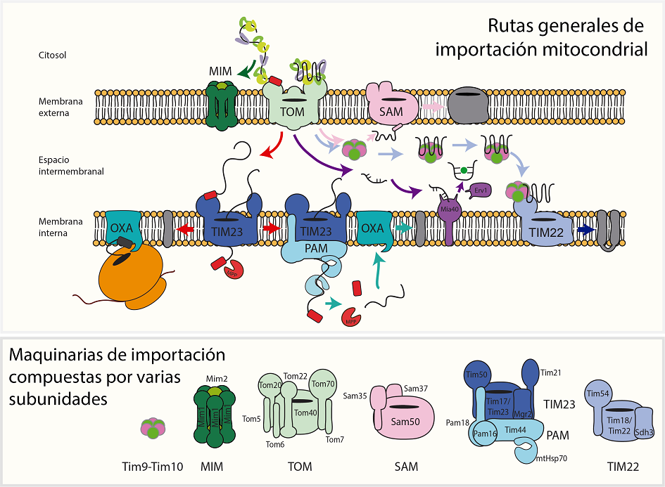 Rutas de transporte de las proteínas mitocondriales. Una vez que los precursores mitocondriales llegan hasta la periferia mitocondrial asociados a chaperonas, siguen diferentes rutas dependiendo del compartimento mitocondrial donde realizan su función. Las proteínas de la membrana externa mitocondrial tipo barril-β, atraviesan el complejo TOM y son recibidas por las pequeñas Tims que las dirigen al complejo SAM (flechas rosas). Las proteínas de la membrana externa mitocondrial, se anclan a la membrana directamente o utilizan el complejo MIM (flechas verde oscuro). Las proteínas del espacio intermembranal requieren de la proteína Mia40 para su importación (flechas moradas). Los precursores de la membrana interna mitocondrial que son transportadores de metabolitos usan el complejo TIM22 para su inserción, después de pasar por el complejo TOM (flechas azul claro). El complejo TIM23 participa en la importación de proteínas de la matriz mitocondrial (para esto se asocia con PAM) y de la membrana interna mitocondrial (flechas rojas). Finalmente, las proteínas sintetizadas en la mitocondria, son insertadas en la membrana interna mitocondrial por Oxa1. En el cuadro inferior se esquematizan las subunidades que constituyen cada uno de los complejos, sin embargo, los esquemas son sólo una representación gráfica. Los detalles estructurales se amplían en el texto y las Referencias. Elaboración personal.
