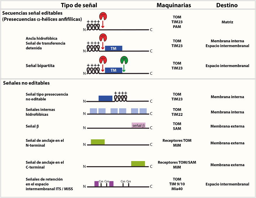Señales de localización mitocondrial. Las proteínas mitocondriales tienen señales a lo largo de su secuencia de aminoácidos que les permiten ser identificadas. Los detalles se muestran en la figura. Elaboración personal.