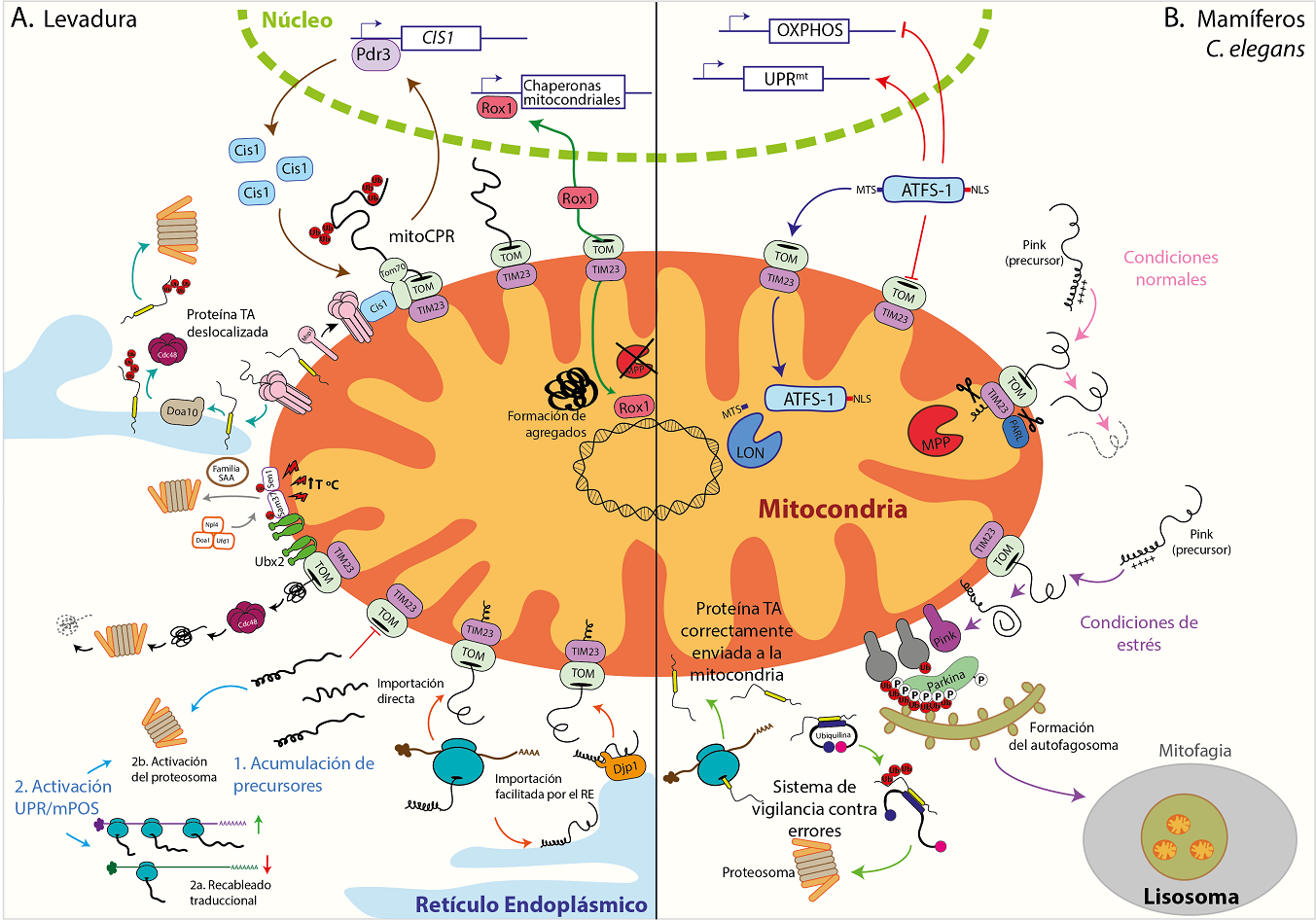 Respuestas celulares a fallas en los sistemas de transporte y disfunción mitocondrial. A. Levadura Sacharomyces cerevisiae Rox1 (rojo fucsia) es un factor de transcripción que al fallar la proteasa MPP (rojo) se dirige al núcleo y promueve la transcripción de las chaperonas mitocondriales (flechas verdes). Fallas en las maquinarias de importación, como la obstrucción de TOM, inician diferentes respuestas: por un lado el reclutamiento de la proteína Mspl, que extrae al precursor para ser degradado (flechas cafés) y por otro la intervención de Cdc48 (rojo vino), reclutada por Ubx2 (verde limón), para extraer el precursor atascado del canal de TOM (flechas negras). La acumulación de precursores en el citosol ocasiona un reprogramado de la traducción para incrementar la síntesis de proteínas del proteosoma a través de UPRam/mPOS (flechas azules claras). Las alteraciones en las proteínas por cambios en la temperatura son detectados por Ubx2 (verde limón), que recluta al sistema Doa1-Ufd1-Npl4 y marca con ubiquitina (rojo cereza) a las proteínas dañadas para su posterior degradación (flechas grises). Las fallas en la distribución de las proteínas, tienen sus sistemas correctivos: las proteínas con topología TA del retículo endoplásmico, pero que se encuentran erróneamente en la mitocondria son re-localizadas por Msp1 (rosado claro) al retículo endoplásmico, donde son ubiquitinadas y retiradas para su degradación (flechas turquesas). Por su parte, las proteínas mitocondriales pueden ser dirigidas de forma errónea al retículo endoplásmico, sin embargo, Djpl (naranja) es capaz de redirigirlas a la mitocondria (flechas naranjas) B. Mamíferos y C. elegans. La respuesta mitocondrial a proteínas mal plegadas o mtUPR, se caracteriza por la localización dual (mitocondrial/nuclear) de ATFS-1 (azul claro): cuando hay fallas en la mitocondria, ATFS-1 se dirige al núcleo para promover la transcripción de genes que ayuden a contrarrestar la falla (flechas azules y rojas). PINK es una proteína mitocondrial que en condiciones de estrés se encuentra en la membrana externa mitocondrial y desde allí dirige una cascada de eventos junto con Parkina (fosforilación y ubiquitinación; verde pistacho), que actúa como señal para reclutar a la maquinaria autofágica (flechas rosadas y moradas). Las ubiquilinas (azul ultramar), son chaperonas citosólicas que reconocen a las proteínas con topología TA que no son dirigidas correctamente a la mitocondria, redirigen a estas proteínas o las marcan para su degradación (flechas verdes limón). Elaboración personal.