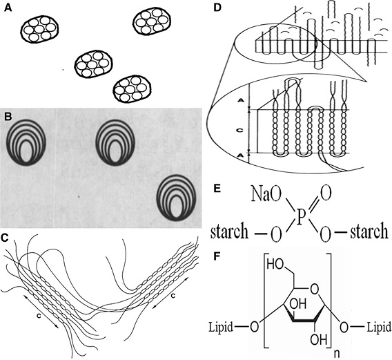 Estructura de almidón resistente: A) AR1, B) AR2, C) AR3: modelo de micelas, D) AR3: modelo de laminillas, E) AR4: almidón de fosforilación, F) AR5: complejos amilosa-lípidos. Fuente: Xia, Zhu, Wang, Cui & Yan, 2018.