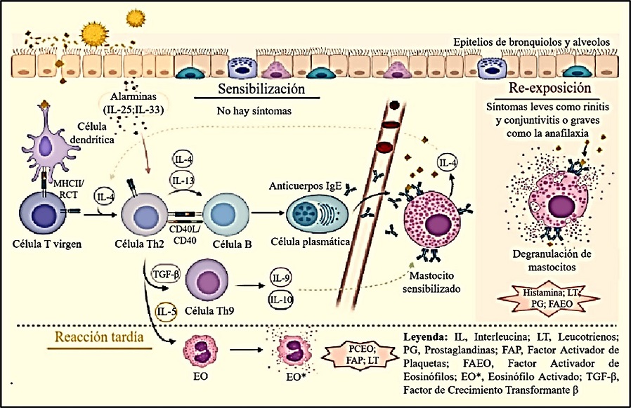 Mecanismo de la alergia al polen mediada por IgE, a partir de las etapas de sensibilización y reexposición de individuos susceptibles al antígeno y la consecuente desgranulación de los mastocitos con la liberación de factores inflamatorios derivados del ácido araquidónico, interleucinas y factores quimiotácticos. Modificada a partir de los elementos del mecanismo reportado por Pichler, 2020.