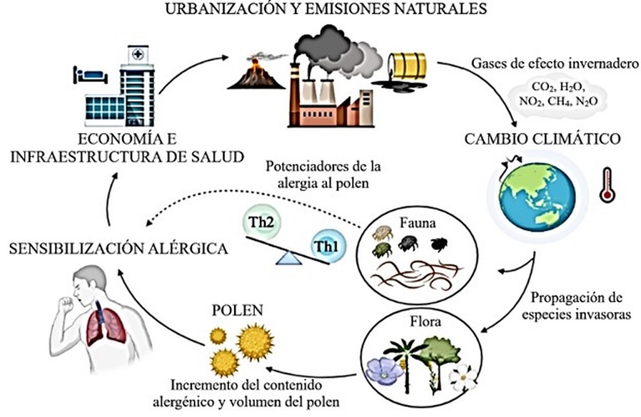 Efecto de las condiciones ambientales en la alergia al polen. La actividad antropogénica y las emisiones naturales generan contaminantes del aire y gases de efecto invernadero que provocan un incremento en la temperatura global. El incremento de la temperatura y del CO2, afecta a la flora y fauna, con incrementos de su capacidad alergénica y el volumen del polen producido por las angiospermas. Esto conlleva a una mayor sensibilización en los pacientes alérgicos, potenciado por efectos biológicos como las helmintiasis leves. A mayor incidencia de alergias respiratorias mayor consumo de medicamentos con las subsecuentes afectaciones económicas reflejadas en: gastos en infraestructura hospitalaria y acondicionamiento de las zonas urbanas.