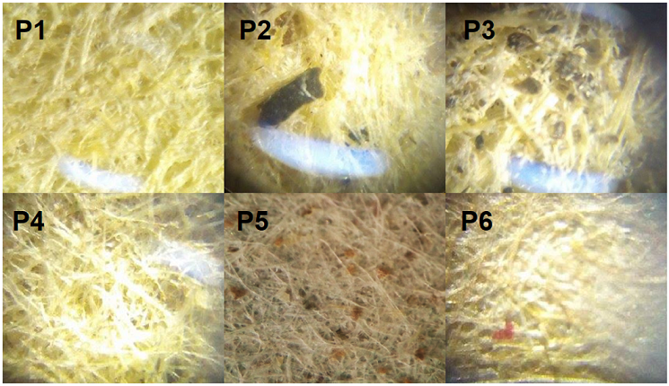 Observación microscópica de las fibras de los papeles elaborados con maíz y Jatropha curcas con un objetivo 4/0.10. Las imágenes corresponden a proporciones de CCJ-CTM de 0-100% (P1), 20-80% (P2), 10-90% (P3), 10-90% tamizado (P4), 5-95% tamizado y prensado (P5) y papel comercial (P6).