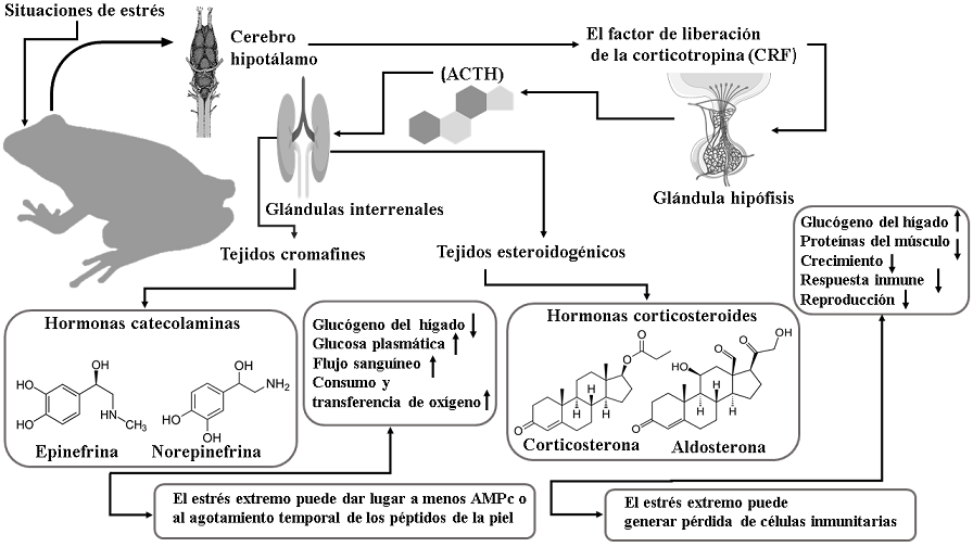 Diagrama esquem&aacute;tico del eje hipot&aacute;lamo-hip&oacute;fisis-interrenal (Eje HHI) que resume las principales reacciones en el organismo de los anfibios sometidos a condiciones de estr&eacute;s como temperaturas extremas, desecaci&oacute;n, infecciones por microorganismos entre otras reportadas por Denver (2009) y Rollins-Smith (2017). Estas situaciones generan la producci&oacute;n del factor liberador de la corticotropin.! (CRF) en el hipot&aacute;lamo, que act&uacute;a sobre la gl&aacute;ndula hip&oacute;fisis. Esta segrega corticotropin.!, que es hom&oacute;loga a la hormona adrenocorticotropa, transmitiendo la se&ntilde;al hacia las gl&aacute;ndulas interrenales que cumplen las mismas funciones que la corteza suprarrenal en los mam&iacute;feros, donde se induce la producci&oacute;n de corticosteroides (aldosterona, corticosterona) en los tejidos esteroidog&eacute;nicos y catecolaminas (epinefrina, norepinefrina) en los tejidos cromafines. Estas hormonas tienen efectos directos como reguladores del metabolismo de los carbohidratos e inducci&oacute;n de respuestas fisiol&oacute;gicas complejas que median procesos adaptativos importantes en el caso particular de los anuros. Modificado de Denver (2009).