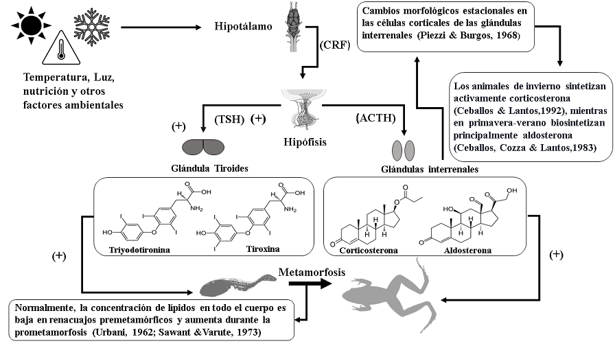Diagrama del eje hipot&aacute;lamo-hip&oacute;fisis-tiroides con algunos de los estudios que reportan influencia de este sobre el metabolismo de los l&iacute;pidos. Los factores ambientales estimulan el hipot&aacute;lamo, este a su vez transmite la se&ntilde;al en forma del factor liberador de corticotropina (CRF) hasta la gl&aacute;ndula hip&oacute;fisis donde la producci&oacute;n de corticosteroides ocurre de igual forma que en la Figura 1. Simult&aacute;neamente la hip&oacute;fisis produce la hormona estimulante de la tiroides (TSH) que genera la producci&oacute;n de tiroxina (T4) y triiodotironina (T3) en la gl&aacute;ndula tiroides. Las hormonas tiroideas y los corticosteroides inducen la transformaci&oacute;n de tejidos durante la metamorfosis, adem&aacute;s de cambios importantes en todas las rutas metab&oacute;licas. Modificado de Tata (1999).