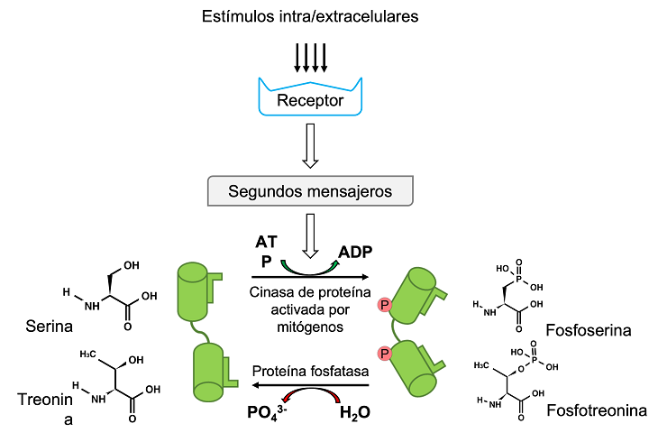 Proceso de fosforilaci&oacute;n de prote&iacute;nas mediado por MAPK. En respuesta a un determinado est&iacute;mulo, una MAPK se encarga de transferir un grupo fosfato (PO43-) del ATP a un residuo de serina o treonina de la prote&iacute;na sustrato, lo cual desencadena diversos cambios conformacionales que impactan en distintos mecanismos como cambios en la actividad enzim&aacute;tica o en la localizaci&oacute;n subcelular, as&iacute; como alteraciones en sus interacciones o su estabilidad. (Elaboraci&oacute;n personal).