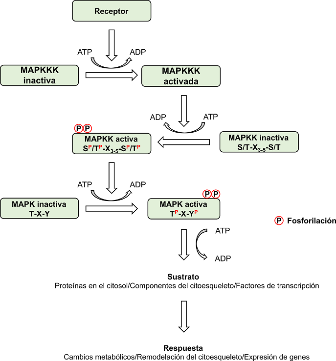 Esquema general de una cascada de cinasas de prote&iacute;na activadas por mit&oacute;genos. Para las MAPKK y las MAPK se muestran los sitios can&oacute;nicos de fosforilaci&oacute;n y los residuos que son fosforilados. (Elaboraci&oacute;n personal).