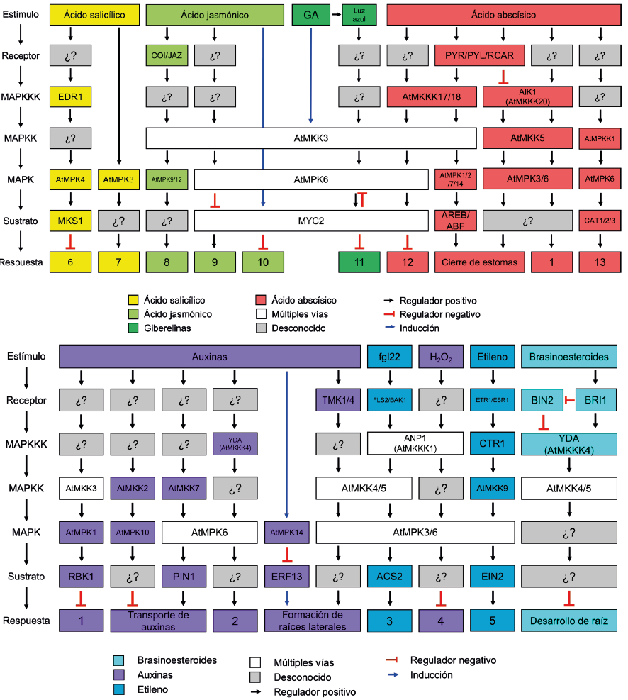 Esquema general simplificado de las cascadas de MAPKs involucradas en la se&ntilde;alizaci&oacute;n de diversas hormonas en Arabidopsis thaliana L. En el extremo izquierdo se muestra la progresi&oacute;n general de un m&oacute;dulo MAPK. Las cascadas de se&ntilde;alizaci&oacute;n que participan en respuesta a distintas hormonas se distinguen por diferentes colores en el esquema:  v&iacute;a de se&ntilde;alizaci&oacute;n del ET;  v&iacute;a de se&ntilde;alizaci&oacute;n de las AUX;  v&iacute;a de se&ntilde;alizaci&oacute;n de los BR;  v&iacute;a de se&ntilde;alizaci&oacute;n del SA;  v&iacute;a de se&ntilde;alizaci&oacute;n del JA;  v&iacute;a de se&ntilde;alizaci&oacute;n del GA;  v&iacute;a de se&ntilde;alizaci&oacute;n del ABA. Los componentes individuales de cada v&iacute;a est&aacute;n dispuestos en el mismo orden que el esquema general: I componentes que se comparten en m&aacute;s de una v&iacute;a;  componente desconocido. Las flechas negras  muestran las v&iacute;as de se&ntilde;alizaci&oacute;n establecidas, las flechas azules  indican los componentes que son inducidos por las fitohormonas, mientras que las l&iacute;neas truncadas  indican regulaci&oacute;n negativa. 1) Desarrollo de la ra&iacute;z. 2) Divisi&oacute;n celular. 3) S&iacute;ntesis de ET. 4) Respuesta a auxinas. 5) Respuesta a ET. 6) Acumulaci&oacute;n de SA. 7) Respuesta a altas concentraciones de ozono. 8) Cierre de los estomas. 9) Crecimiento de la ra&iacute;z. 10) Respuesta a pat&oacute;genos. 11) Fotomorfog&eacute;nesis. 12) Germinaci&oacute;n. 13) Respuesta a estr&eacute;s. Los detalles est&aacute;n descritos en el texto. (Elaboraci&oacute;n personal).