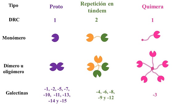 Clasificación de las galectinas en mamíferos. Se clasifican en tres tipos: (a) las galectinas proto, que poseen 1 dominio de reconocimiento de los carbohidratos (DRC), forman homodímeros, cada subunidad con 1 DRC, a excepción de la Gal-5 que es monomérica; (b) las galectinas de repetición en tándem poseen 2 DRC distintos y unidos por un fragmento peptídico; (c) en las galectinas quimera, el monómero posee 1 DRC en su extremo C-terminal unido a una cola polipeptídica N-terminal con secuencias repetitivas de glicina y prolina, con la que puede formar un oligómero.