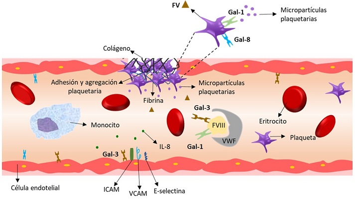 El papel de las galectinas en la hemostasia. La Gal-1 y Gal-8 interaccionan con receptores en la membrana de las plaquetas favoreciendo la adhesión y agregación plaquetaria. En adición, la Gal-1 promueve la liberación de micropartículas plaquetarias, mientras que la Gal-8, en una etapa temprana actúa sobre los megacariocitos permitiendo la endocitosis del FV que más adelante será liberado de los gránulos alfa de las plaquetas activadas. Hasta este punto, ambas galectinas ejercen su función sobre la hemostasia primaria y sobre la fase inicial de la hemostasia secundaría. Por otro lado, la Gal-1 y la Gal-3 viajan en circulación en complejo con el FVIII y el factor de von Willebrand (VWF), donde, la Gal-1, actúa regulando la actividad del FVIII. En un escenario diferente, la Gal-3 y la Gal-8 ejercen su acción sobre el endotelio causando cambios proinflamatorios. En el caso particular de la Gal-3, incrementa la expresión de moléculas de adhesión en las células endoteliales para el reclutamiento de leucocitos en la pared del vaso sanguíneo y posteriormente, ingresar al subendotelio y contribuir al proceso aterogénico.