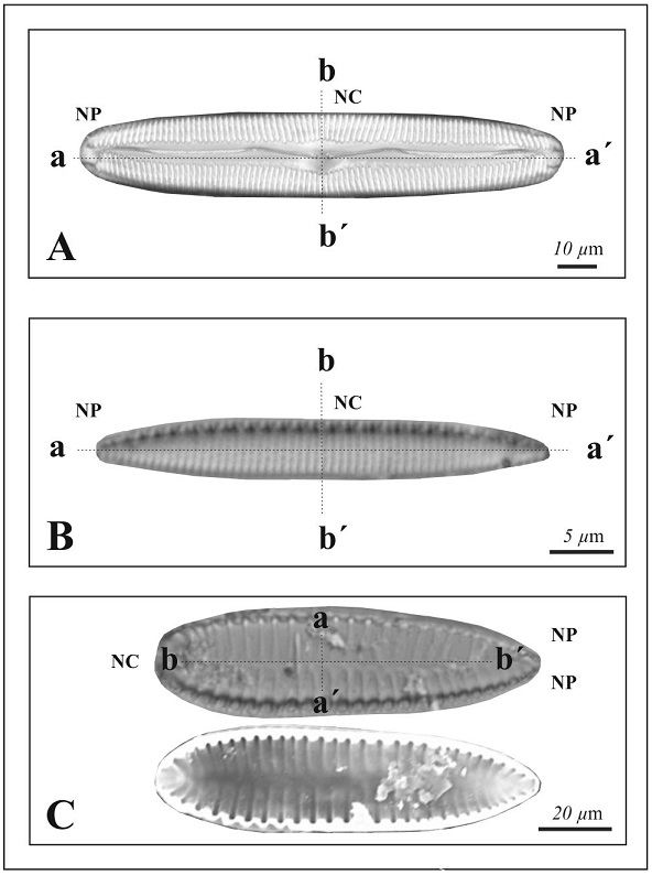 Ilustraciones del sistema del rafe en tres géneros:
Pinnularia, Nitzschia e Iconella.
Eje apical (a-a’), eje transapical (b-b'), Nódulo polar (NP), Nódulo
central (NC). A. Cara valvar lineal, isopolar (Pinnularia
viridis), eje apical (a-a’) más desarrollado que el
transapical (b-b’). B. Valva lineal, isopolar (Nitzschia
amphibia) con rafe lateral y canal del rafe elevado en
quilla, soportado por fíbulas, eje apical (a-a’) más desarrollado que el
transapical (b-b’). C. Valva ovalada, heteropolar (Iconella
tenera). Rafe circunferencial y canal del rafe elevado en
quilla en ambos márgenes formando un ala, eje apical (a-a’) menos
desarrollado que el eje transapical (b-b’).