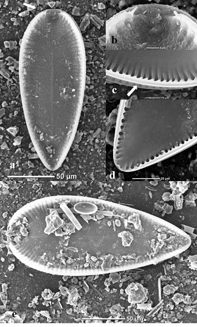 Iconella guatimalensis. Microscopio electrónico de barrido. a. Vista valvar (450 X). b. Terminación proximal del rafe en el polo anterior (3,400 X). c. Detalle de las fíbulas (2,000 X). La flecha indica el canal del rafe. d. Terminación del polo basal de la valva (1,500 X). e. Vista valvar que ofrece un comparativo de las dimensiones de I. guatimalensis y otras especies como Aulacoseira granulata y Cocconeis placentula (500 X).